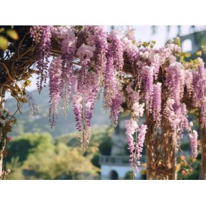 Vistéria kvetnatá (Wisteria floribunda) ´SHOWA BENI´ - výška 170-200 cm, kont. C3L
